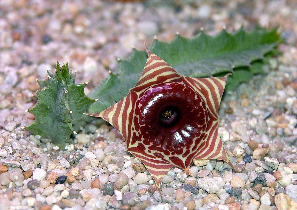 Huernia zebrina flower