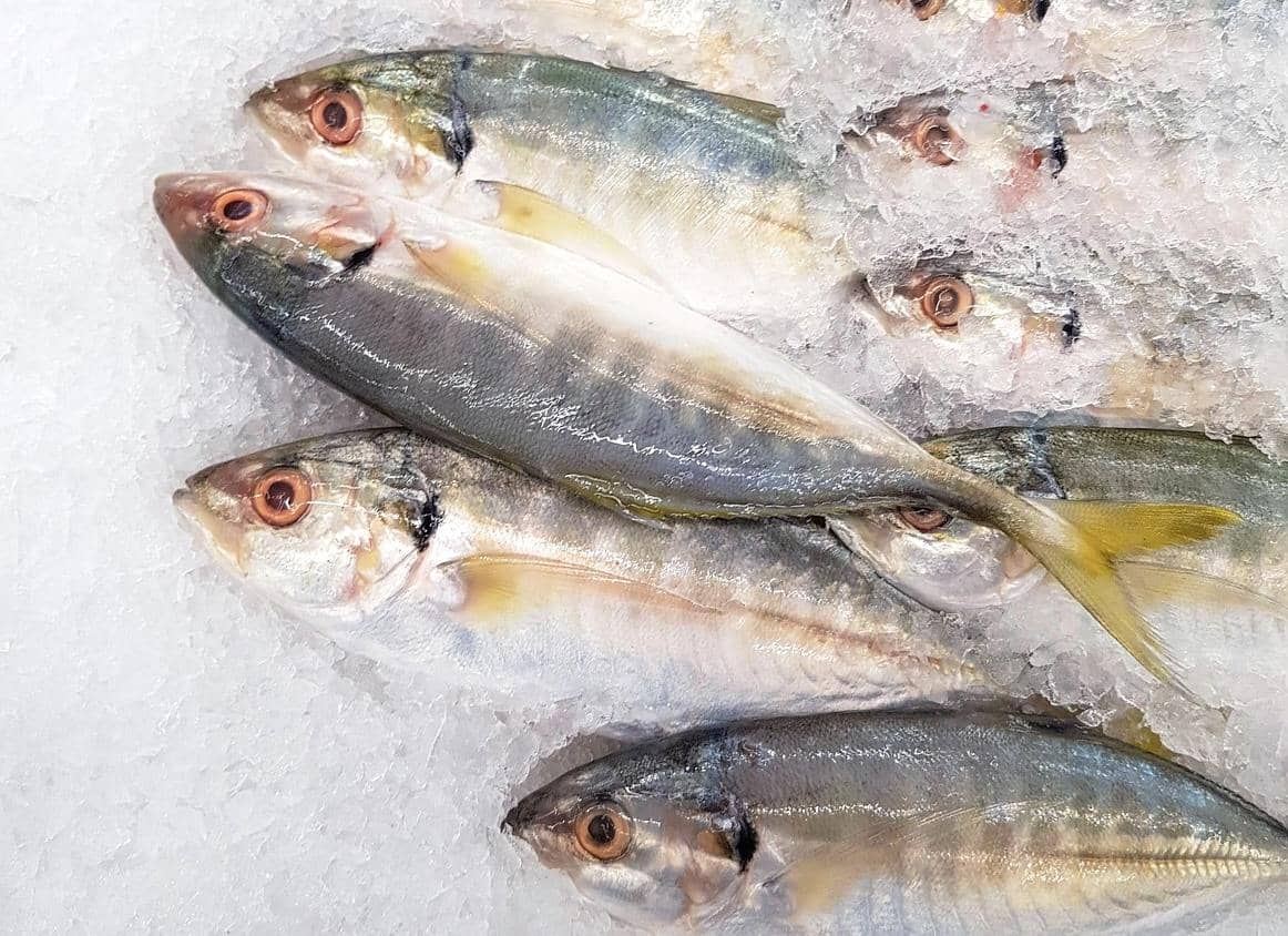 ilustrasi ikan mentah