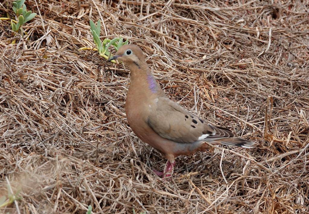 Zenaida dove