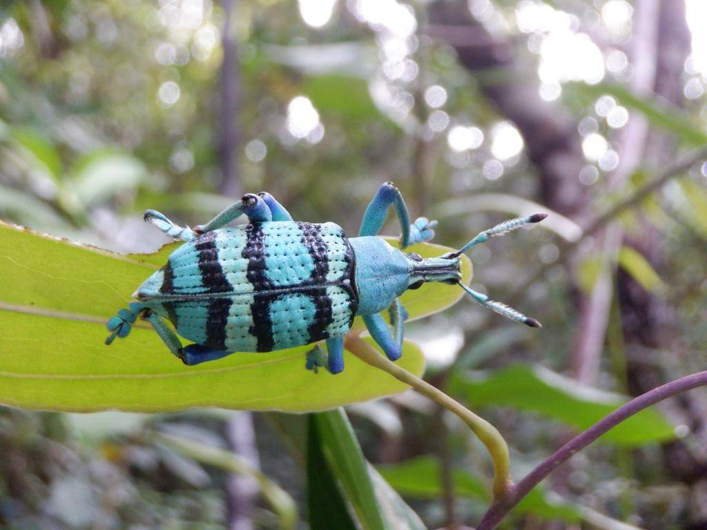 Eupholus schoenherrii