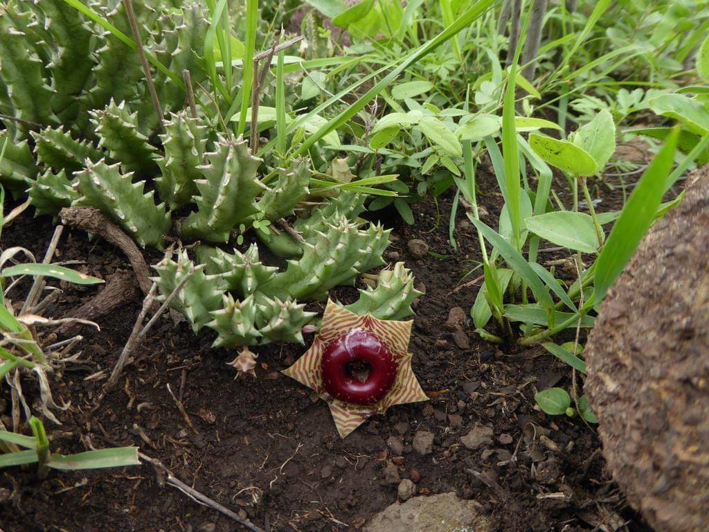 Huernia zebrina ssp. zebrina
