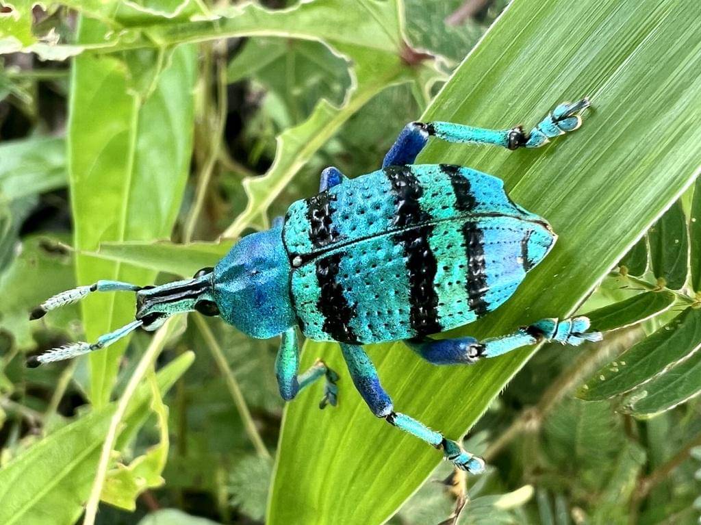 Eupholus schoenherrii