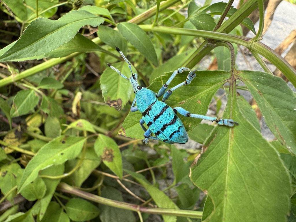 Eupholus schoenherrii