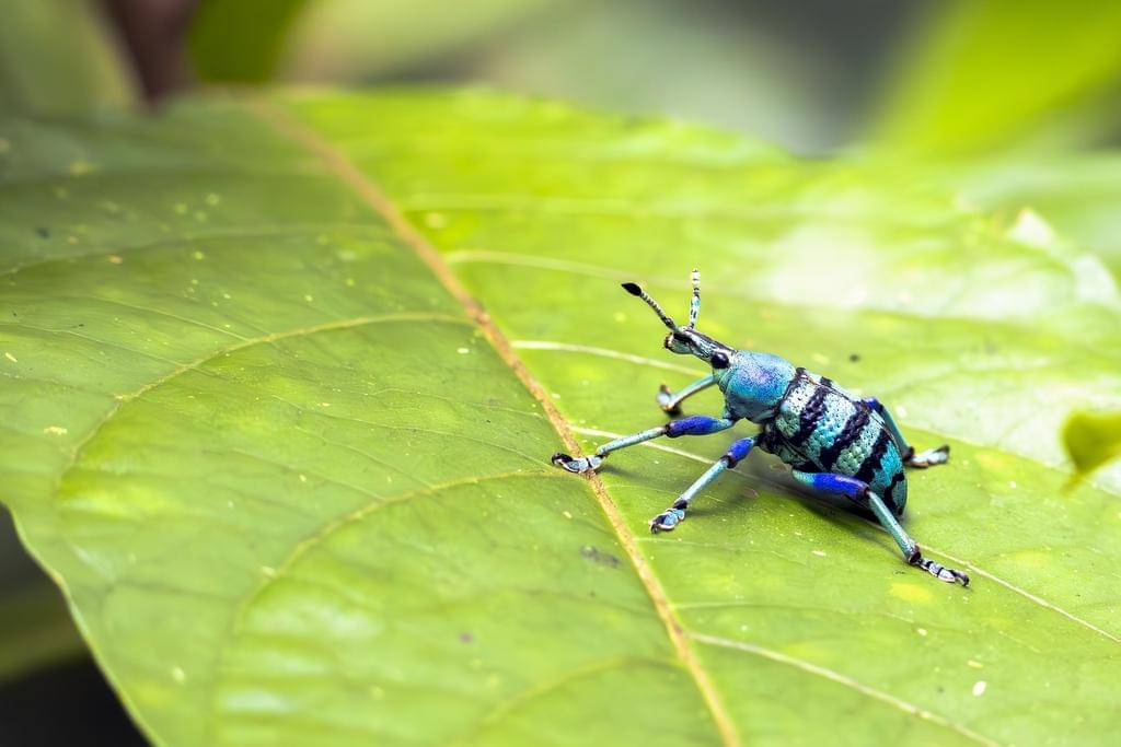 Eupholus schoenherrii