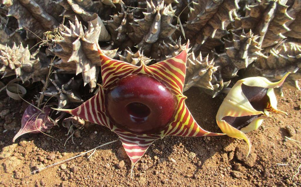 Huernia zebrina