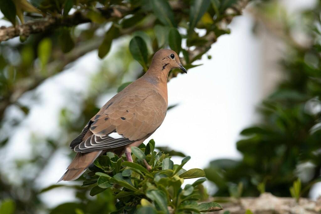 Zenaida dove