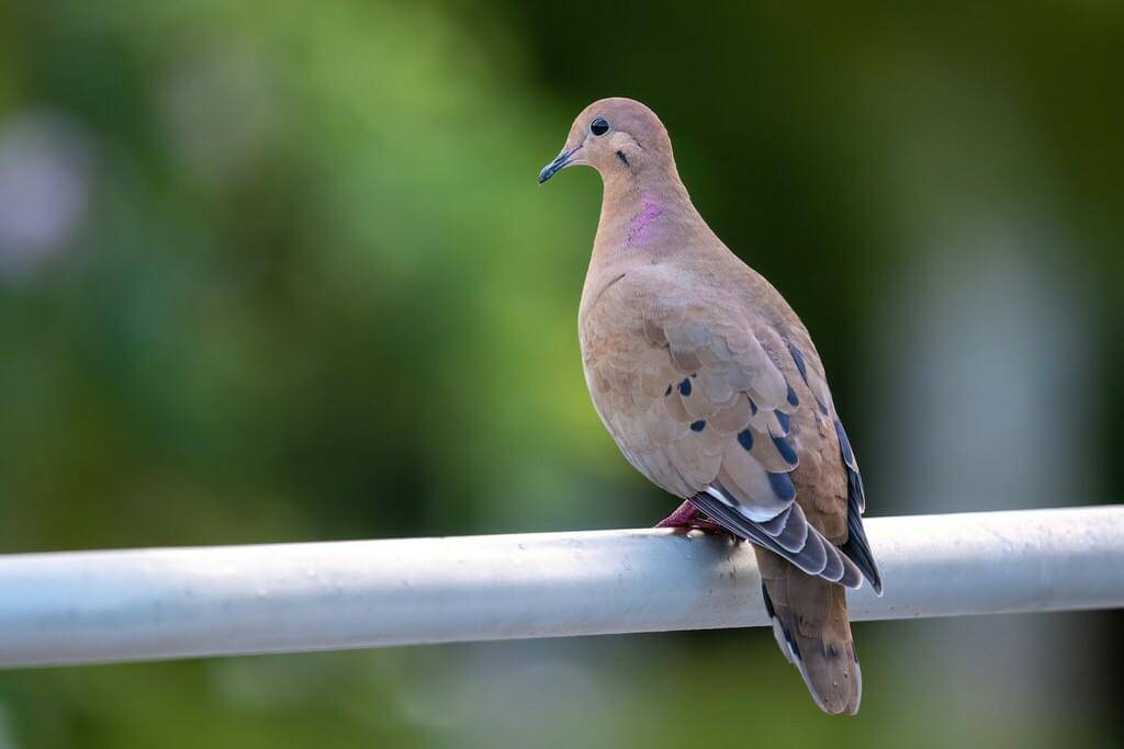 Zenaida dove