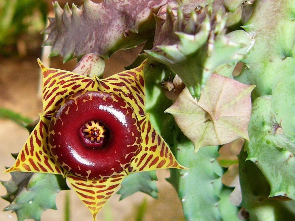 Huernia zebrina ssp. zebrina