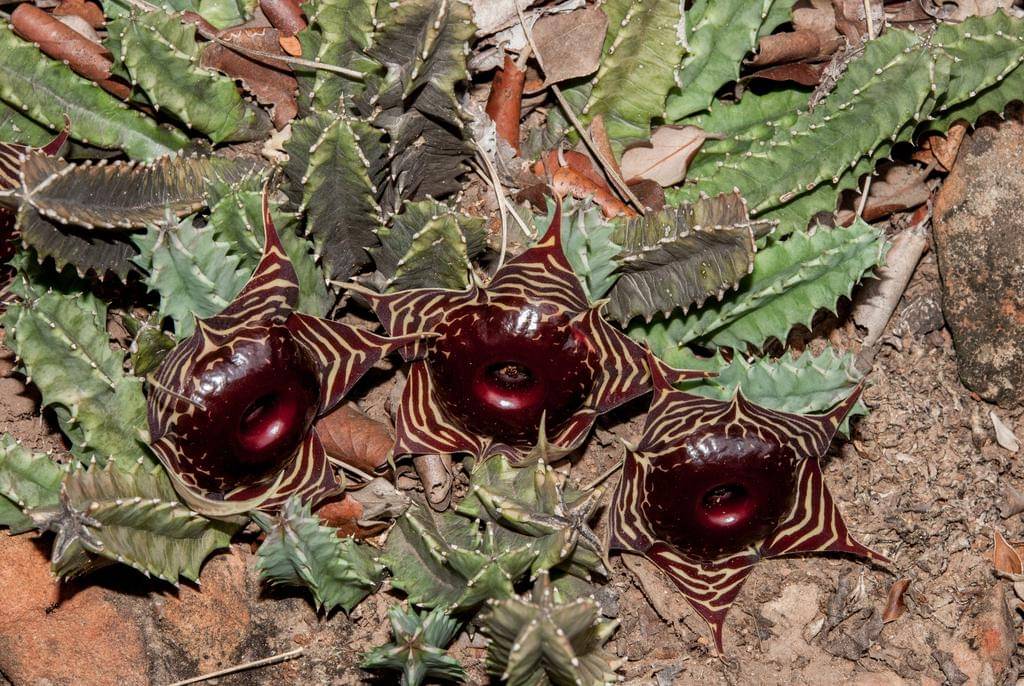 Huernia zebrina ssp. zebrina