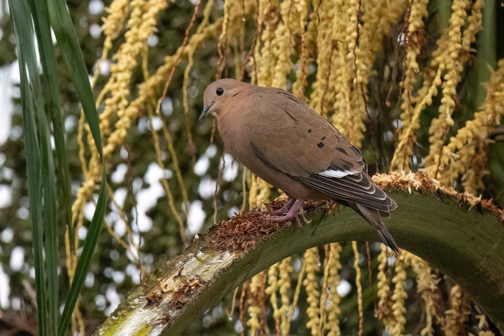 Zenaida dove
