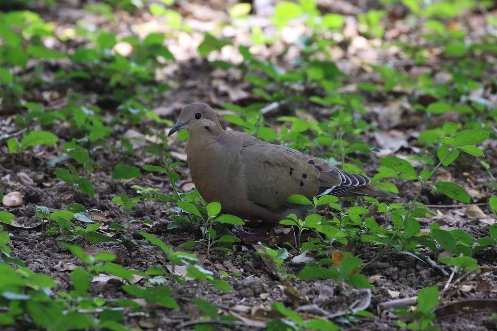 Zenaida dove