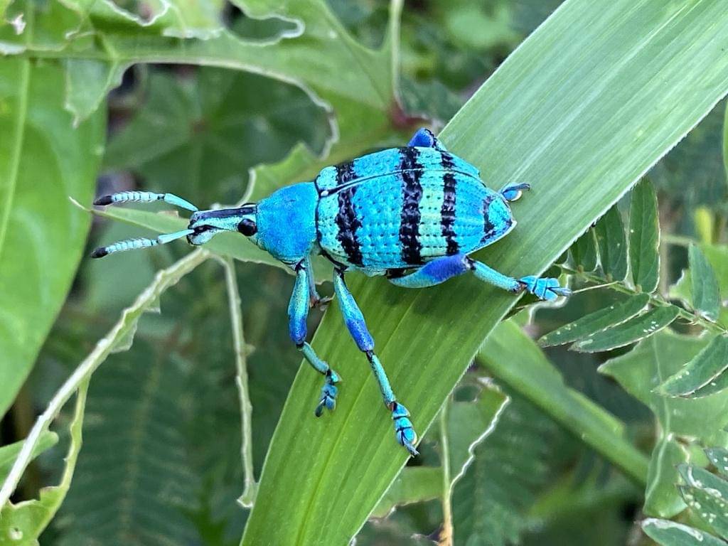 Eupholus schoenherrii