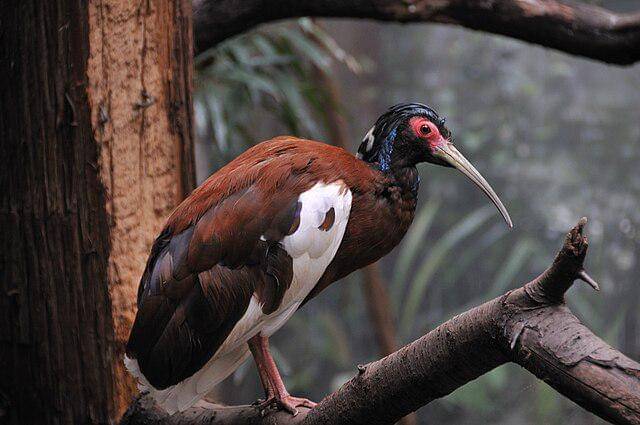 potret burung crested ibis 