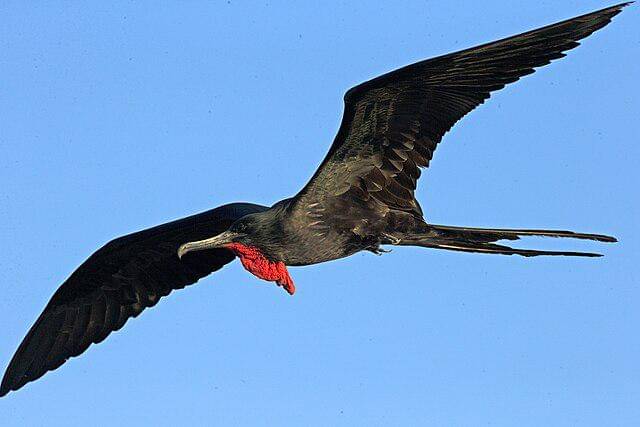 potret burung magnificent frigatebird