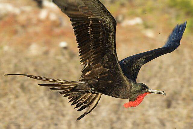 potret burung magnificent frigatebird