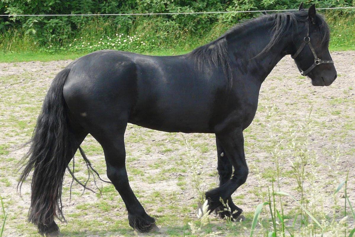 Kuda Friesian