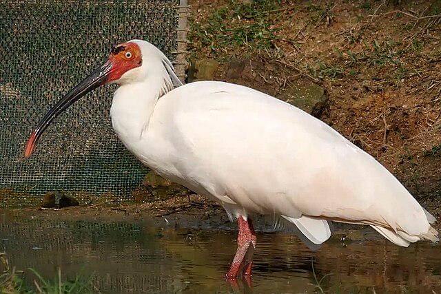 potret burung crested ibis