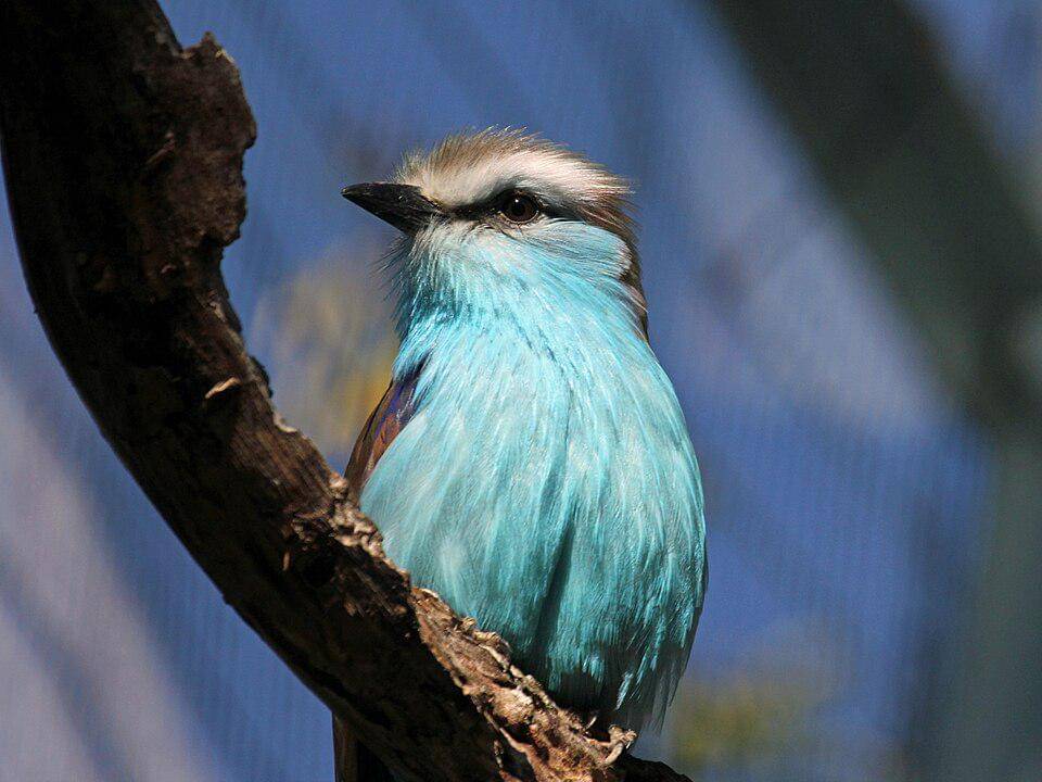 Tiong lampu ekor sapu termasuk predator yang sangat efektif dalam berburu.