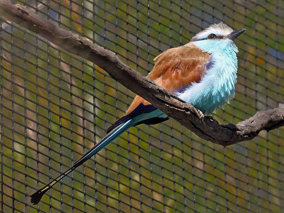 tiong lampu ekor sapu yang dipelihara