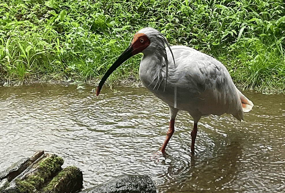 potret burung crested ibis