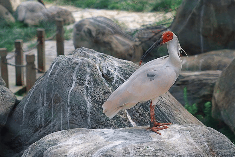 potret burung crested ibis