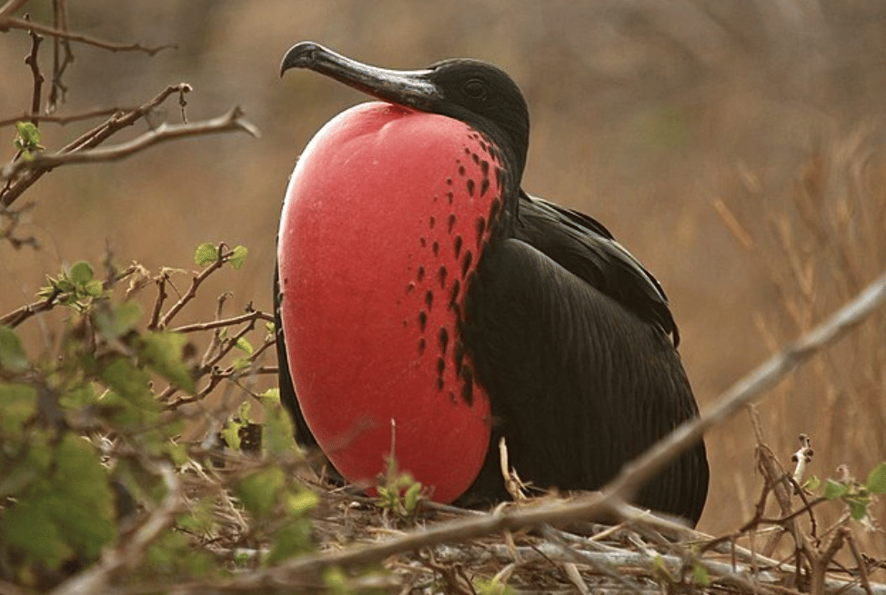 potret burung magnificent frigatebird