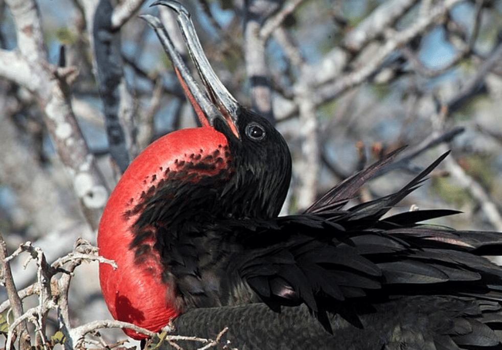 potret burung magnificent frigatebird