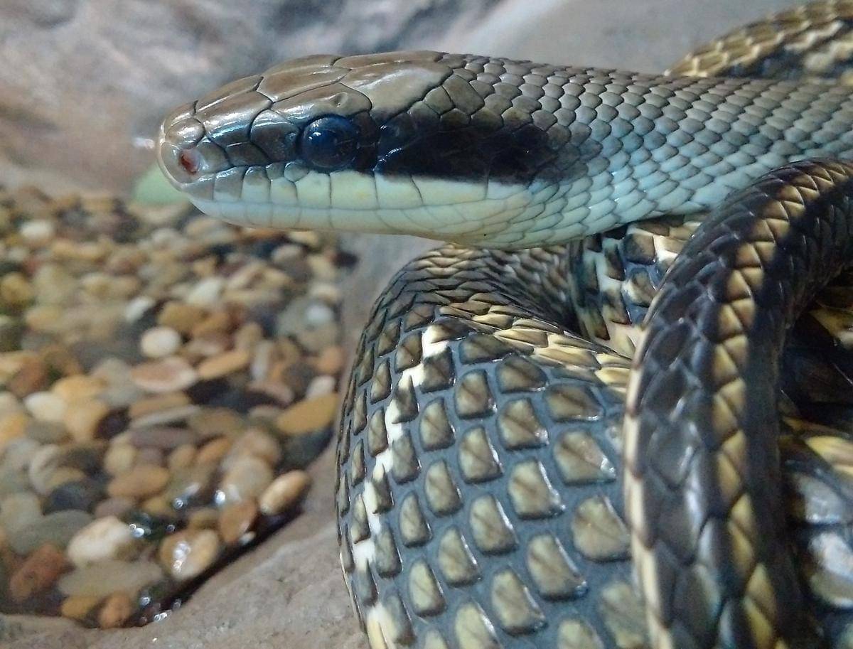 Vietnamese blue beauty snake.jpg