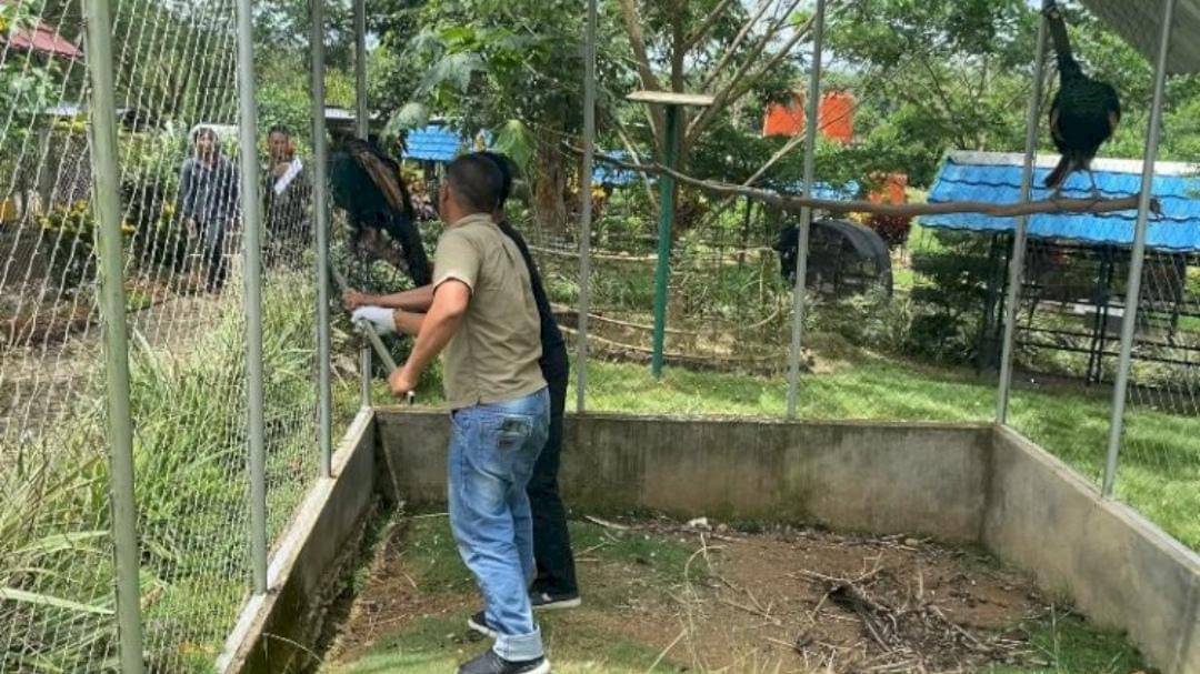 BKSDA Sumsel saat mengevakuasi satwa dilindungi di Agrowisata Lubuk Linggau. (Dok. Istimewa)