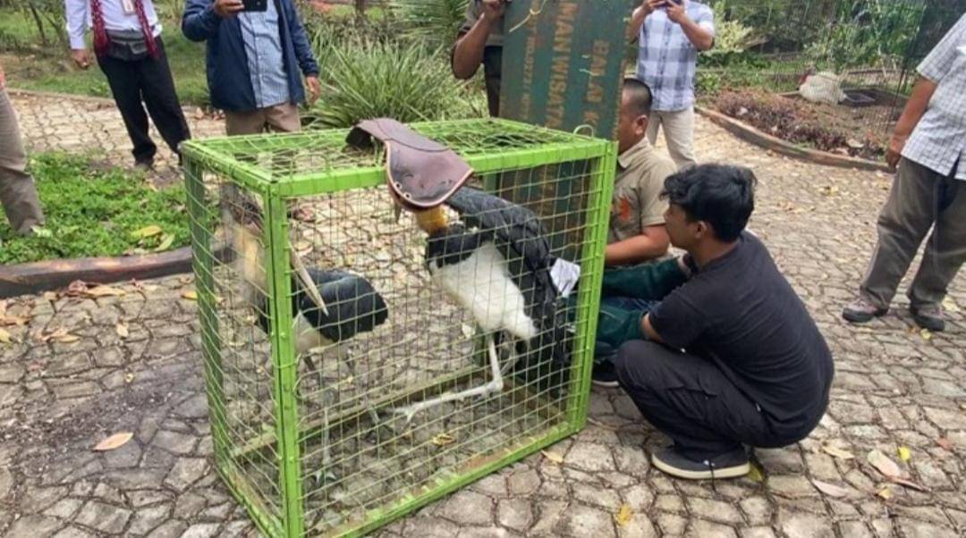 BKSDA Sumsel saat mengevakuasi satwa dilindungi di Agrowisata Lubuk Linggau. (Dok. Istimewa)
