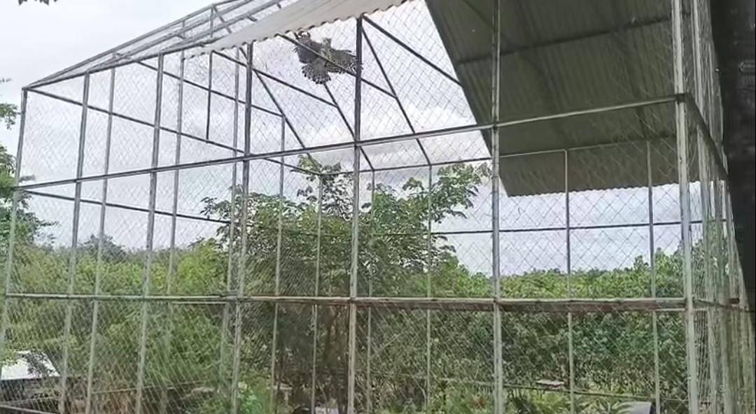 BKSDA Sumsel saat mengevakuasi satwa dilindungi di Agrowisata Lubuk Linggau. (Dok. Istimewa)