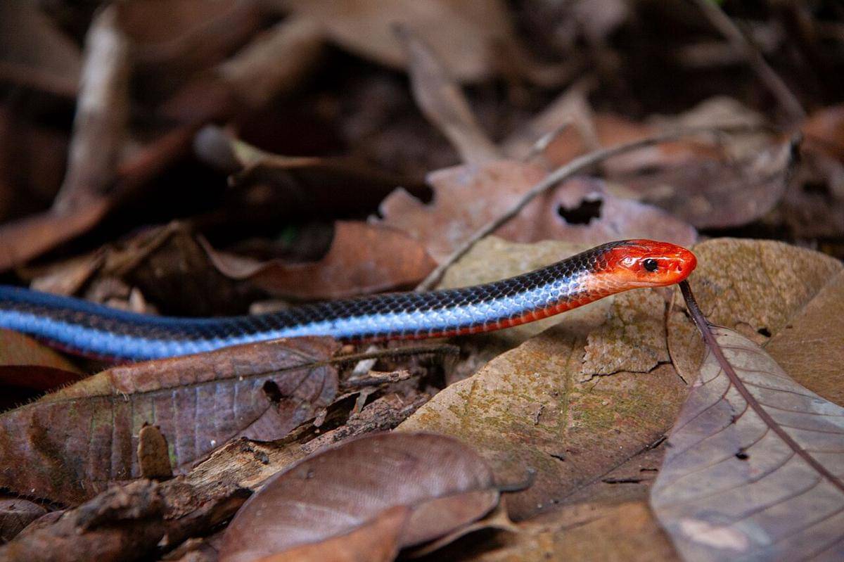 Blue_Malayan_Coral_Snake_-_02-11-2023.jpg