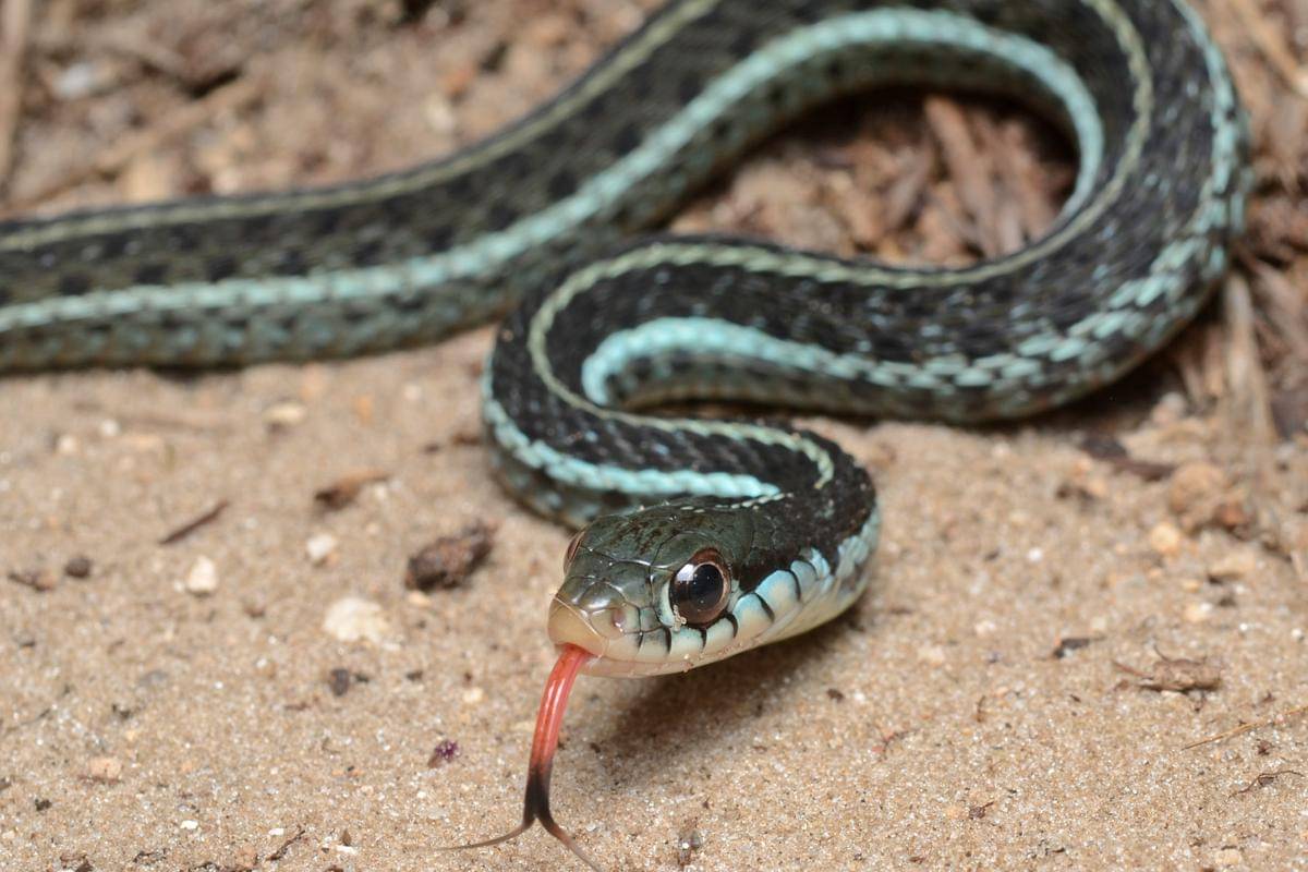 Flickr_-_ggallice_-_Bluestripe_garter_snake.jpg
