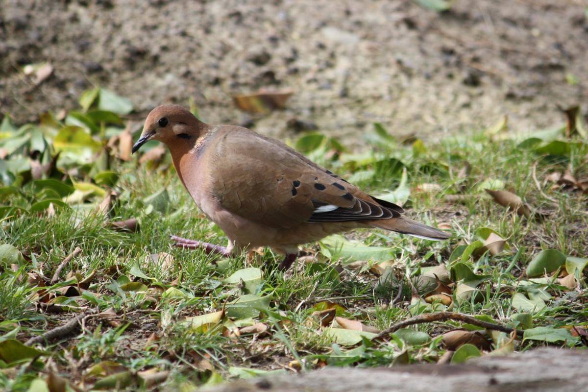 Zenaida dove