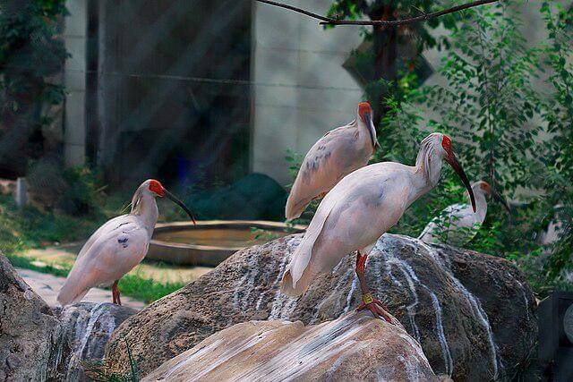 potret burung crested ibis