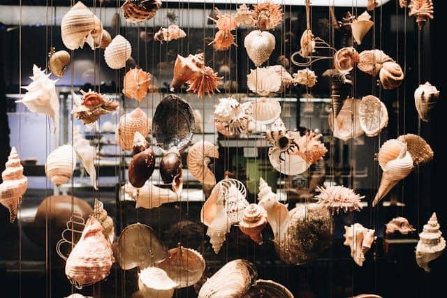 Ilustrasi kerang