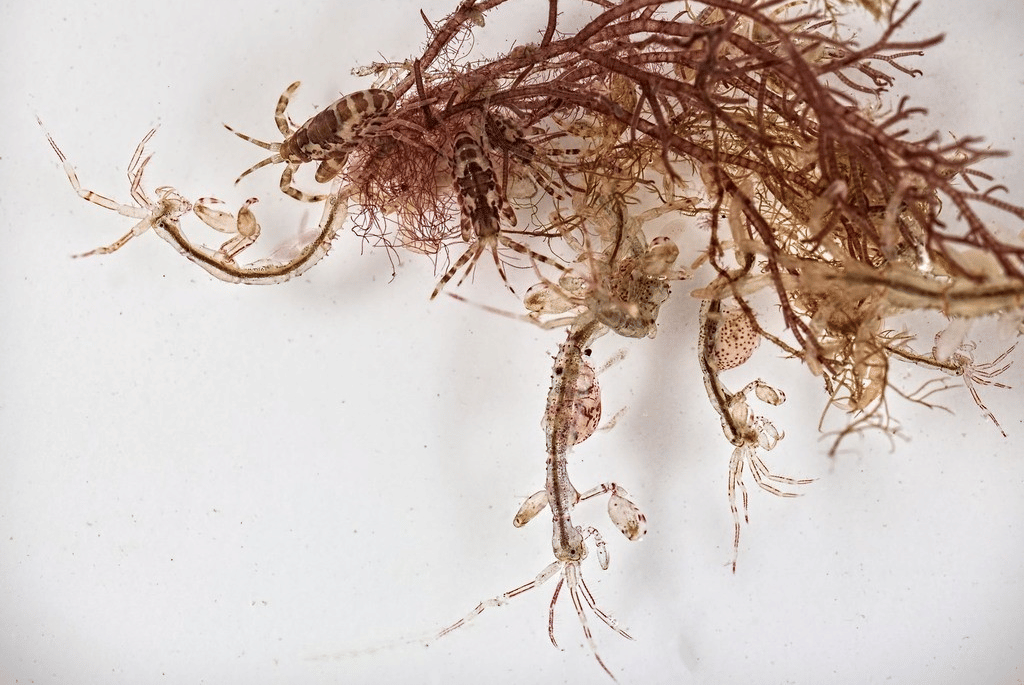 udang kerangka jepang