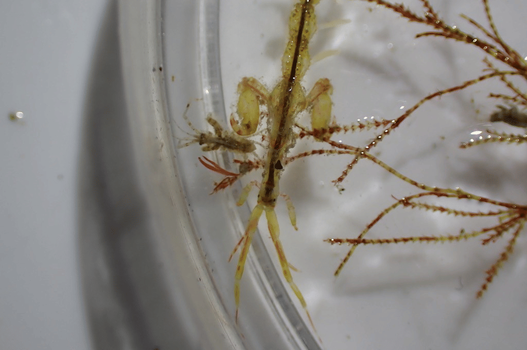 udang kerangka jepang