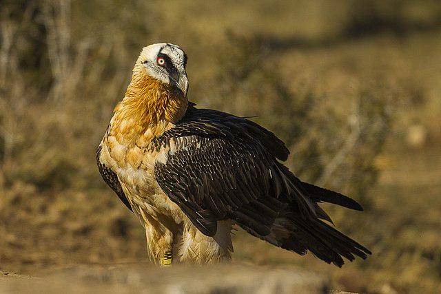 potret burung bearded vulture