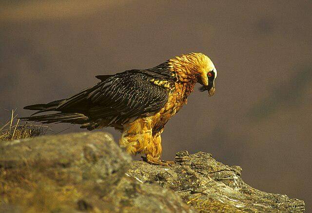 potret burung bearded vulture 