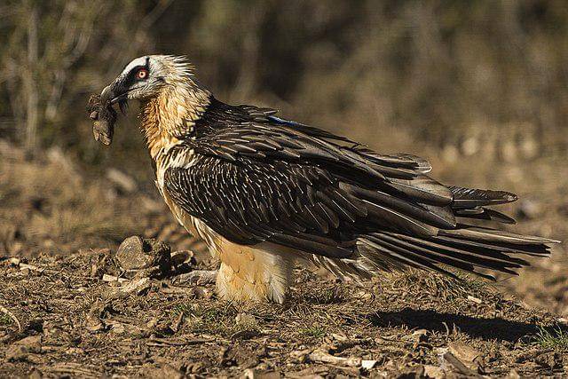 potret burung bearded vulture