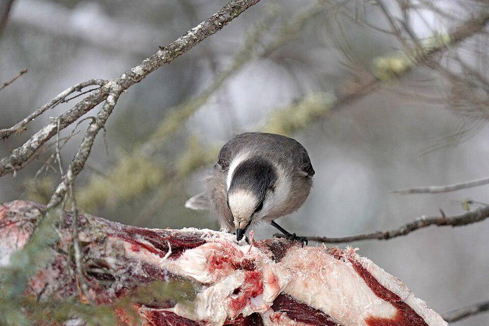 celung kanada sedang memakan bangkai rusa