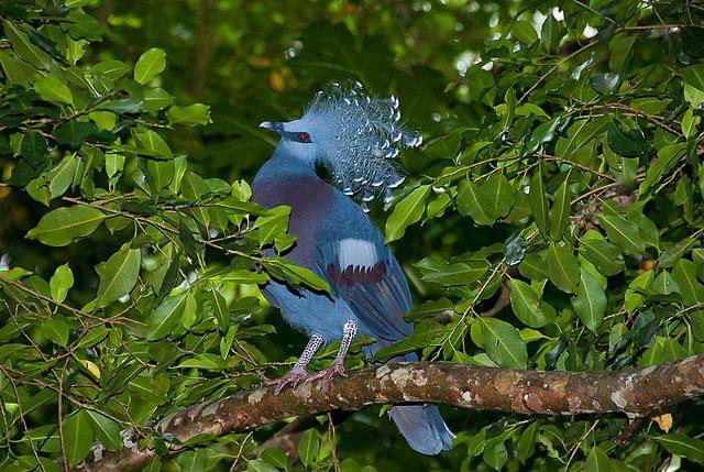 potret burung victoria crowned pigeon