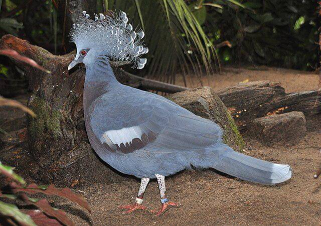 potret burung victoria crowned pigeon