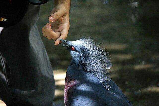 potret burung victoria crowned pigeon