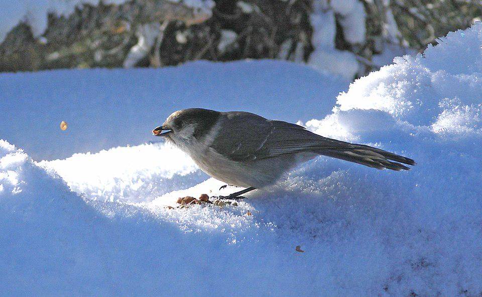 celung kanada sedang mengumpulkan potongan makanan