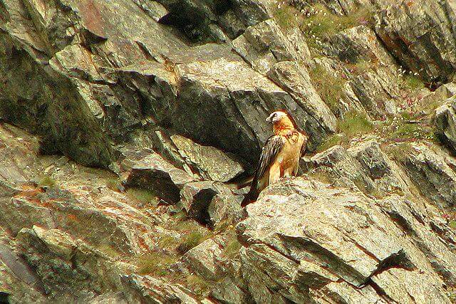potret burung bearded vulture