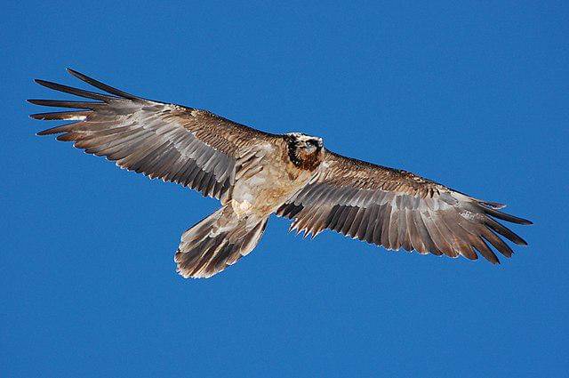 potret burung bearded vulture 