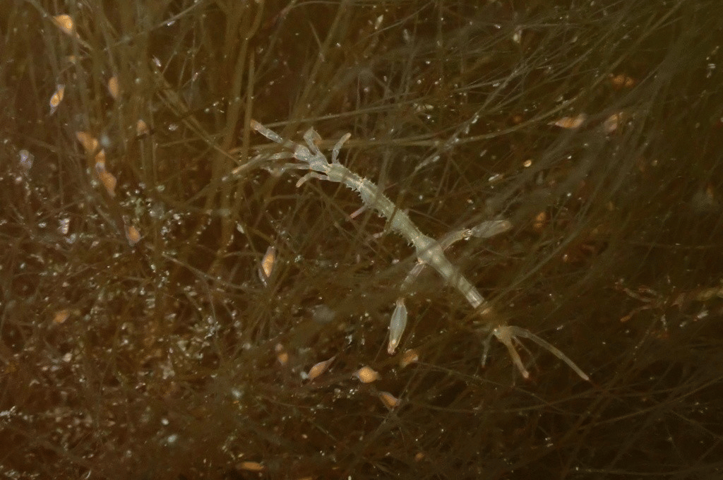 udang kerangka jepang