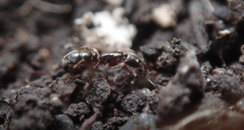 Serangga dengan Masa Hidup Terpendek, Cuma Sehari Doang